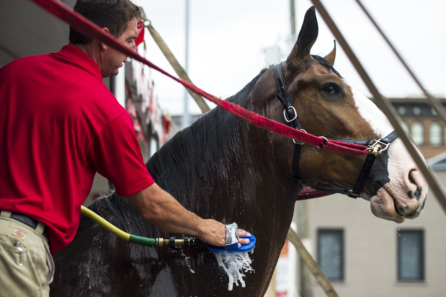 Budweiser Clydesdales 14